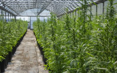 Le CBD en officine : une formation s’impose